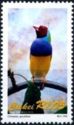 Gouldian Finch (Chloebia gouldiae)